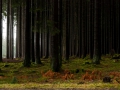 Black forest.jpg